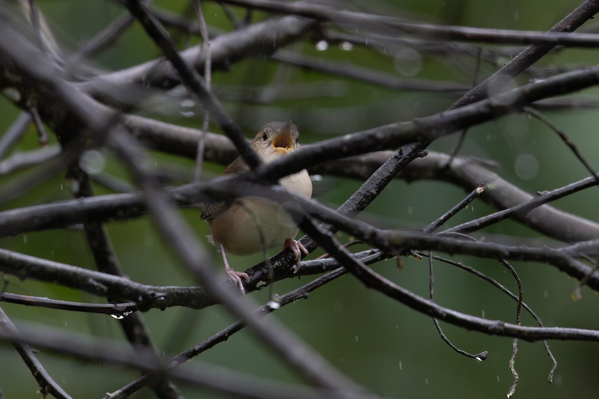 Southern House Wren - ML651024195
