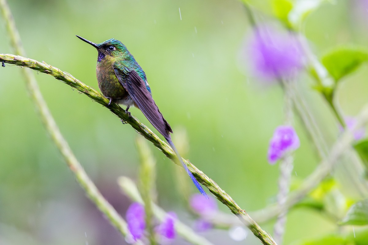 Langschwanzsylphe - ML651024207