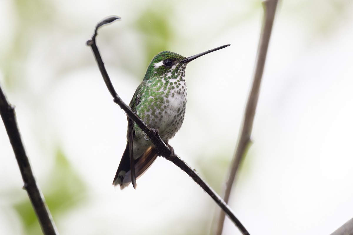 Purpurbrustkolibri - ML651024240