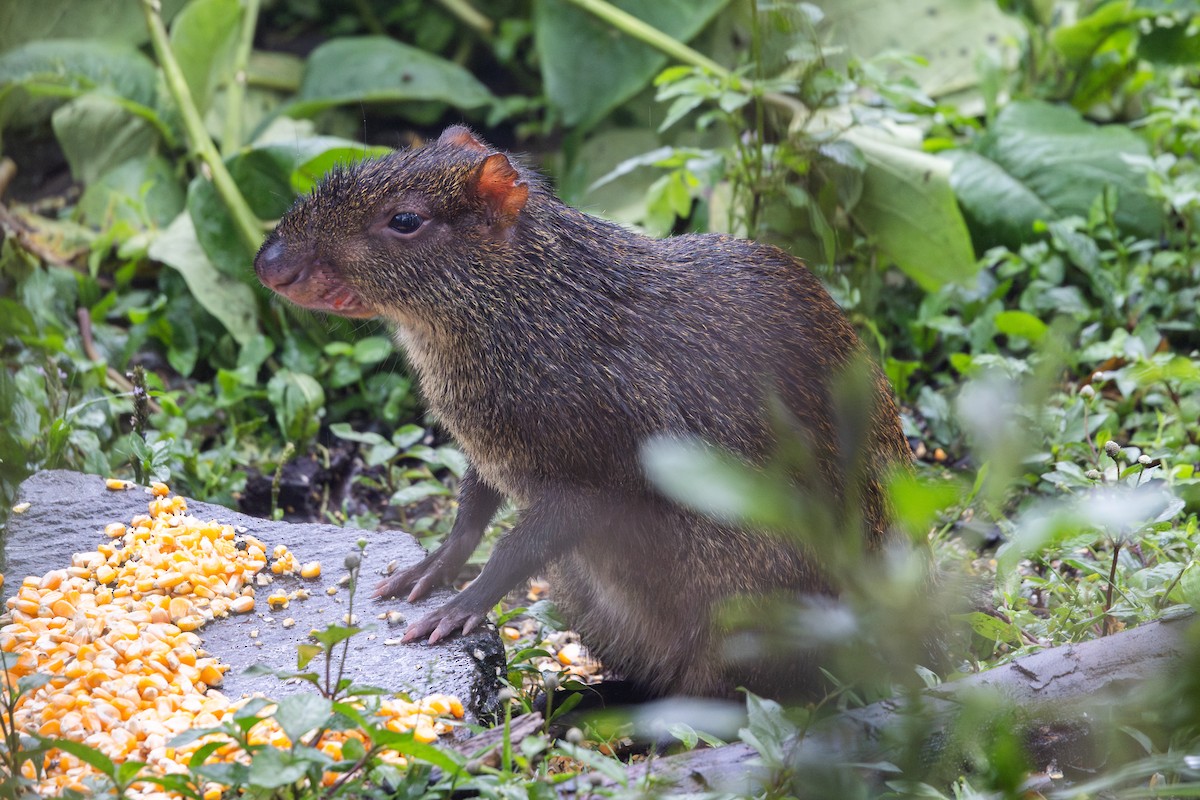 Mittelamerikanisches Aguti - ML651024285