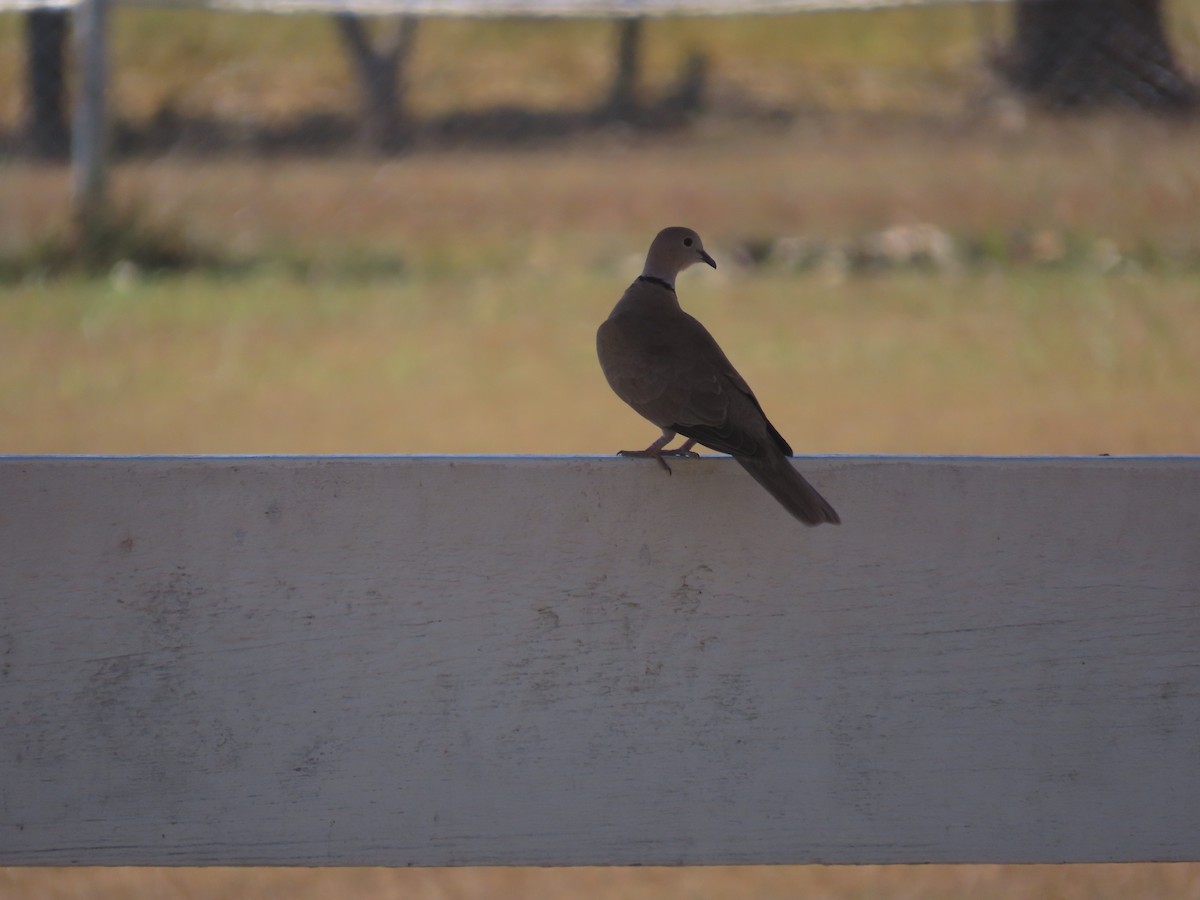 Eurasian Collared-Dove - ML651024299
