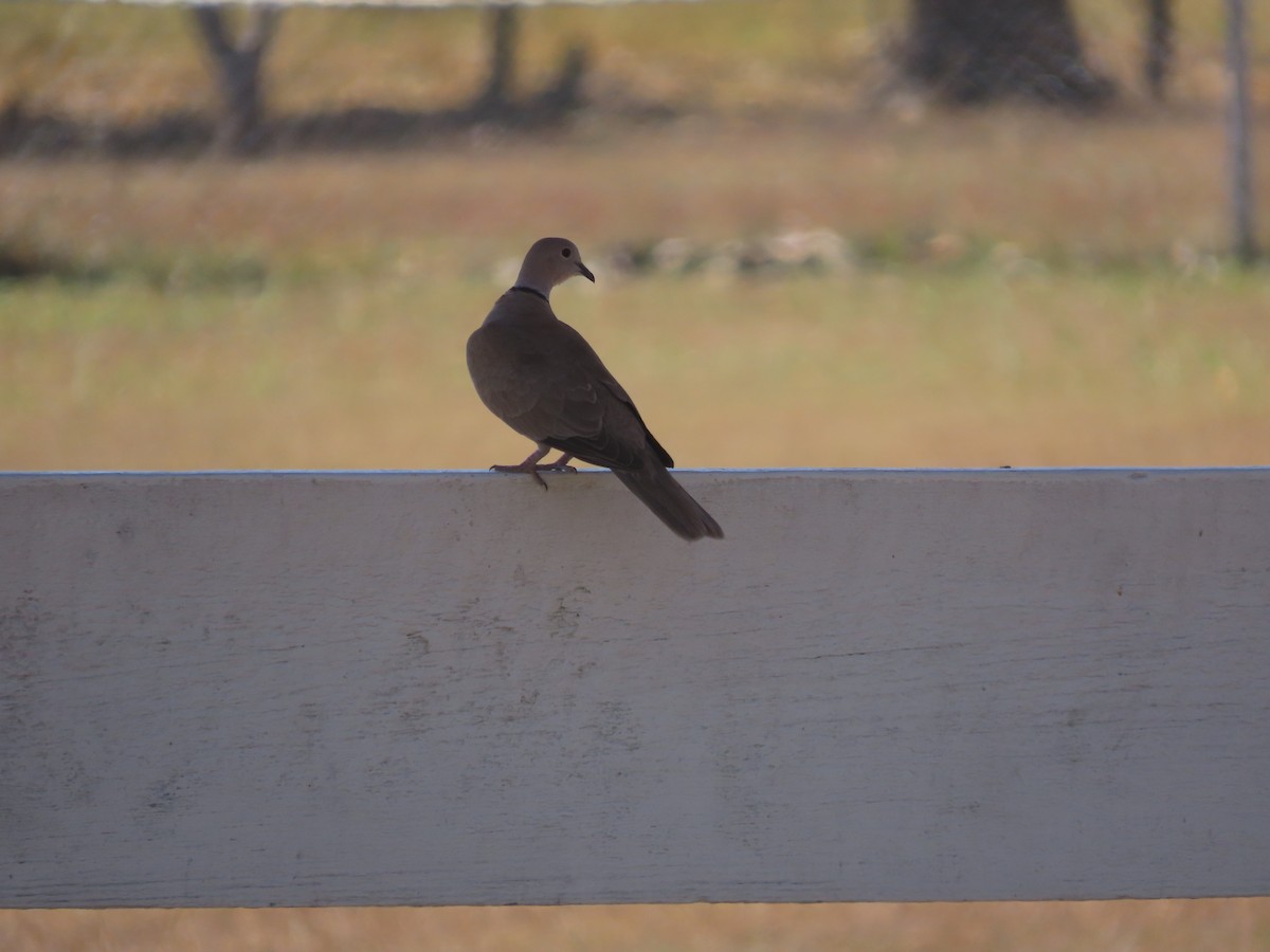 Eurasian Collared-Dove - ML651024300