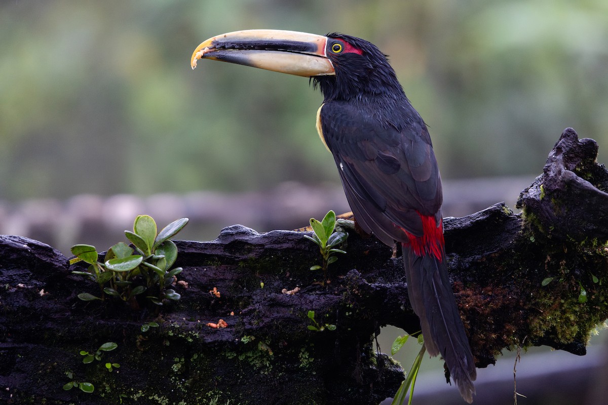 Hellschnabelarassari (erythropygius) - ML651024367