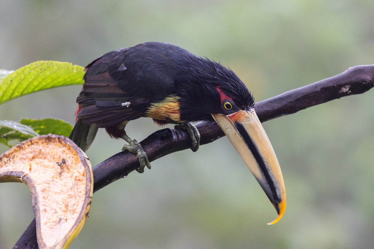 Hellschnabelarassari (erythropygius) - ML651024368