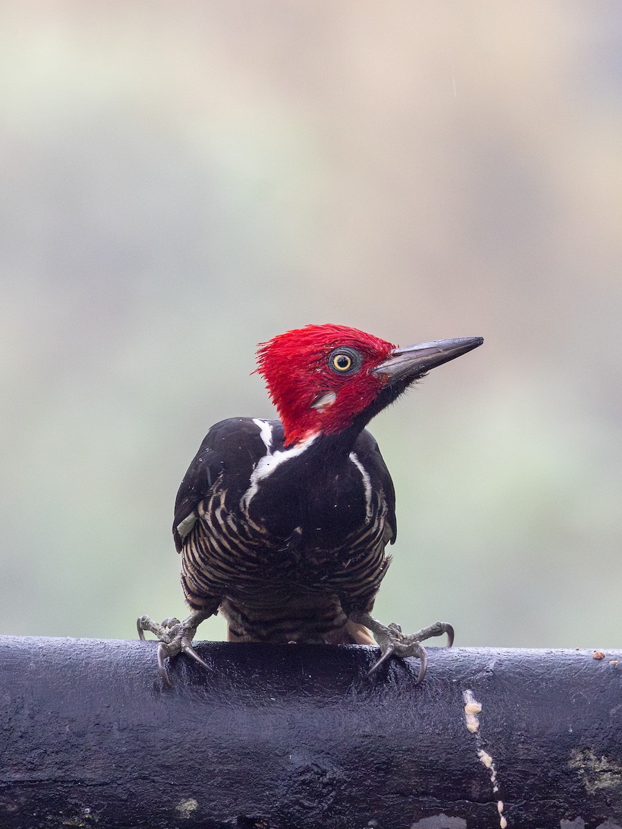 Guayaquilspecht - ML651024401