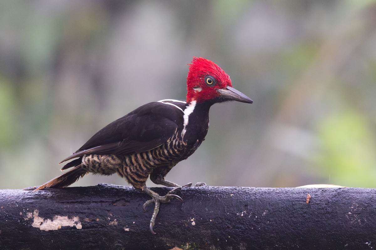 Guayaquilspecht - ML651024402