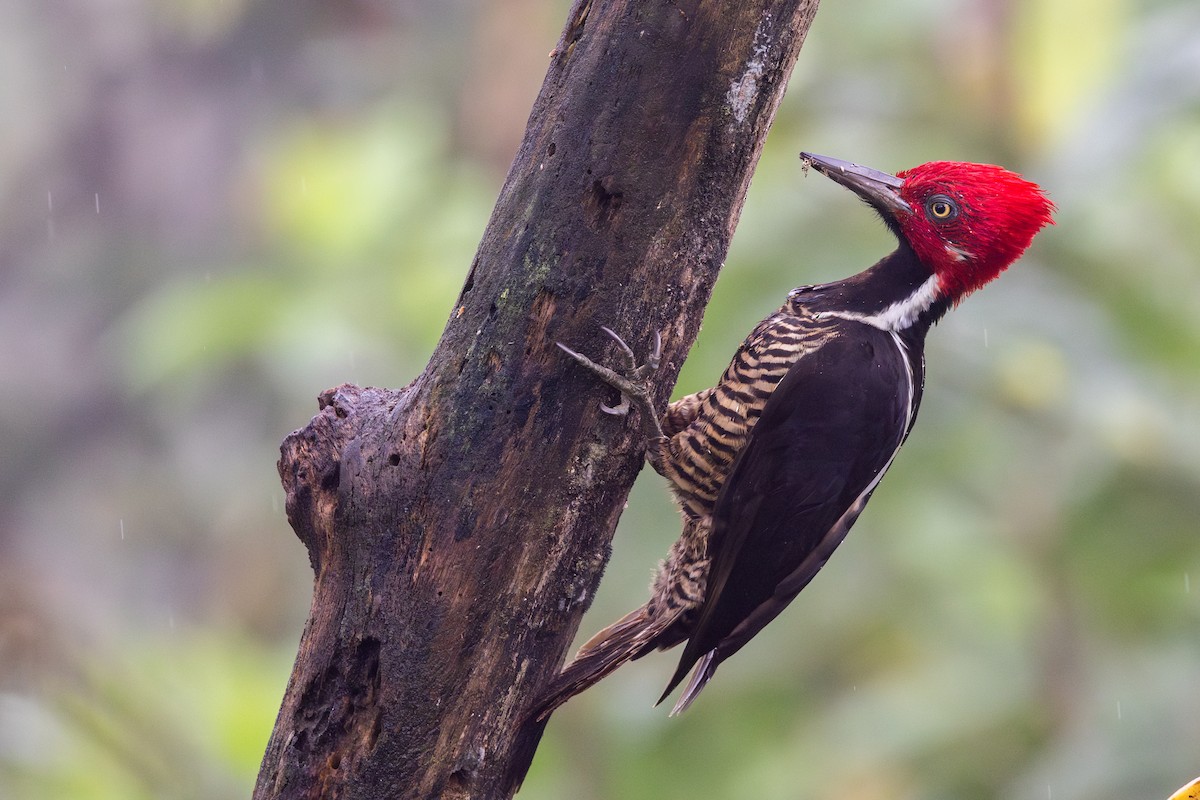 Guayaquilspecht - ML651024403