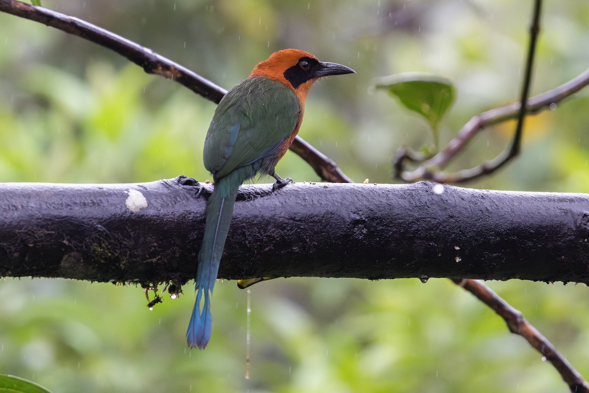 Zimtbrustmotmot - ML651024412