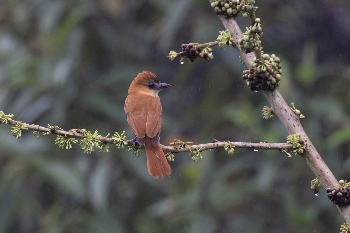 Einfarbbekarde - ML651024433