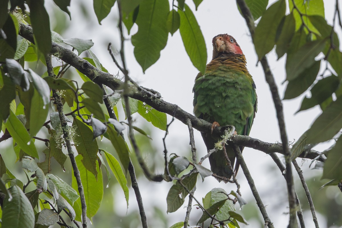 Rosenwangenpapagei - ML651024556