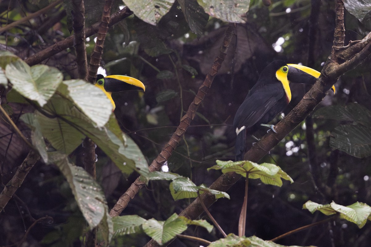 Küstentukan - ML651024987