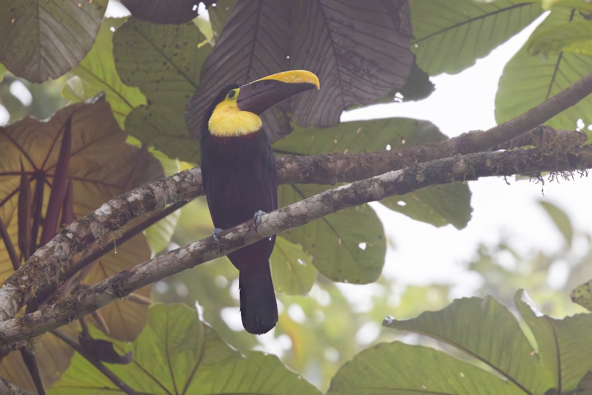 Goldkehltukan (swainsonii) - ML651024989