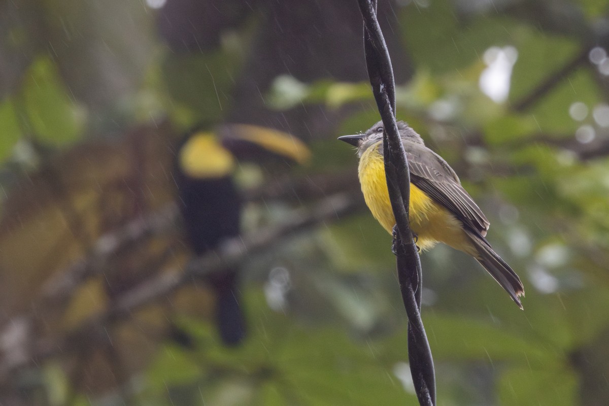 Trauerkönigstyrann (melancholicus/despotes) - ML651024991