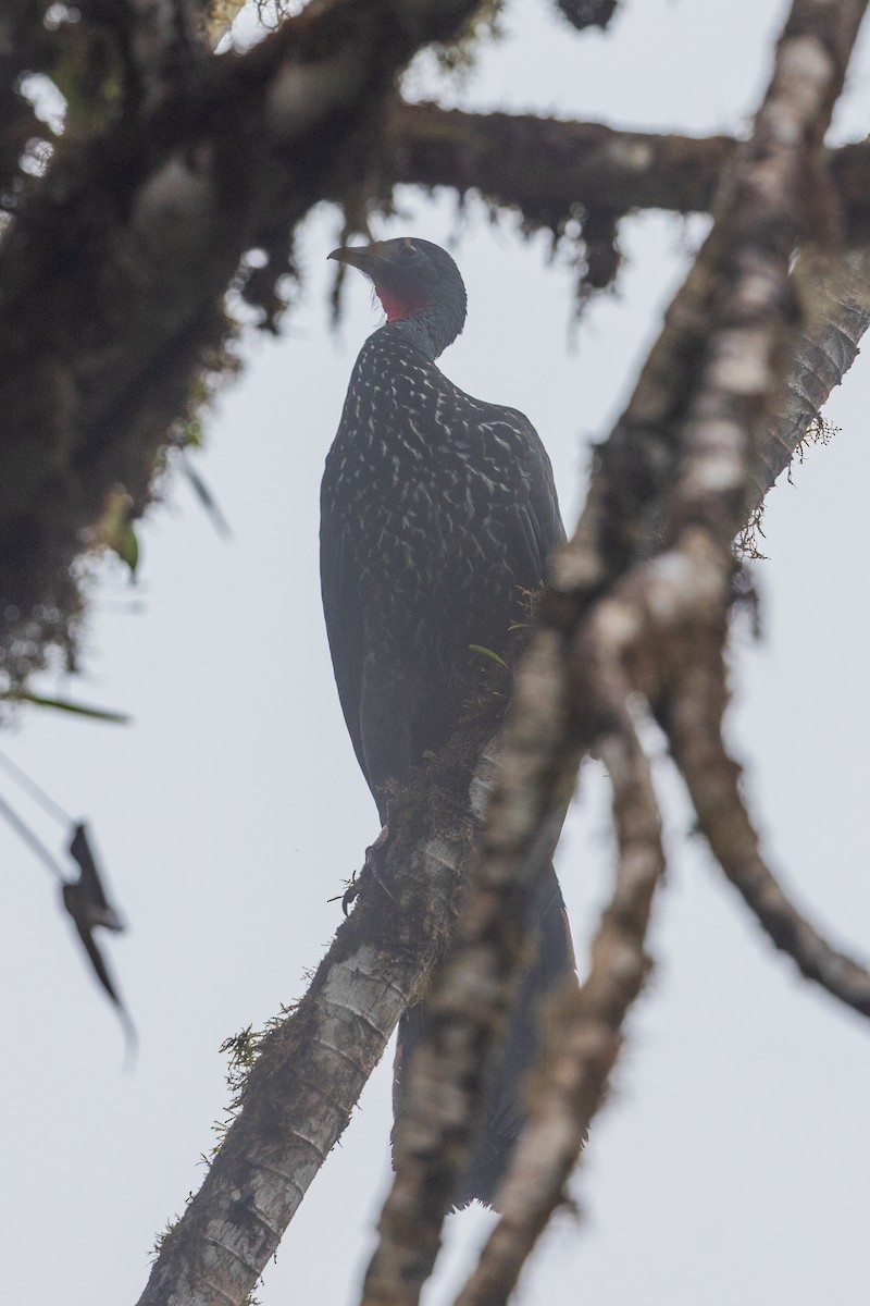 Haubenguan - ML651024993