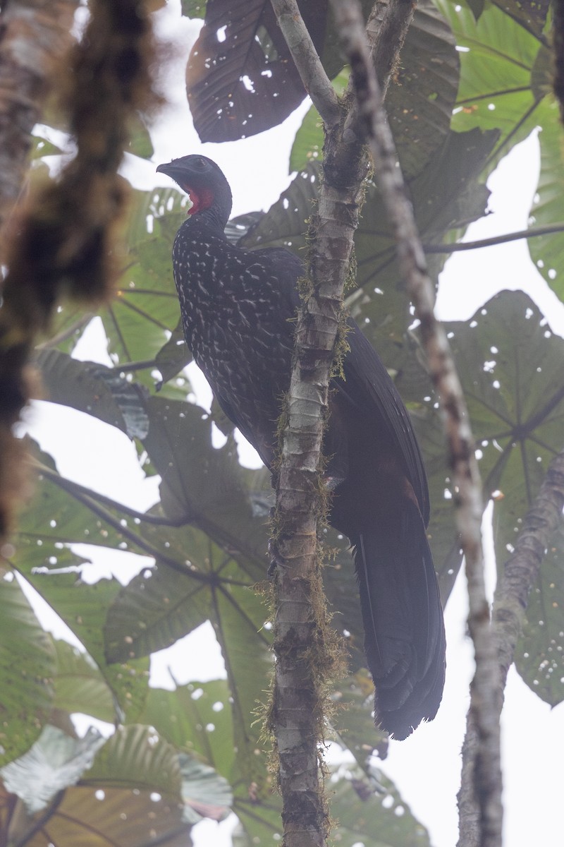 Haubenguan - ML651024994