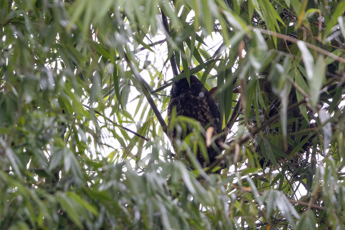 Styxeule - ML651025010