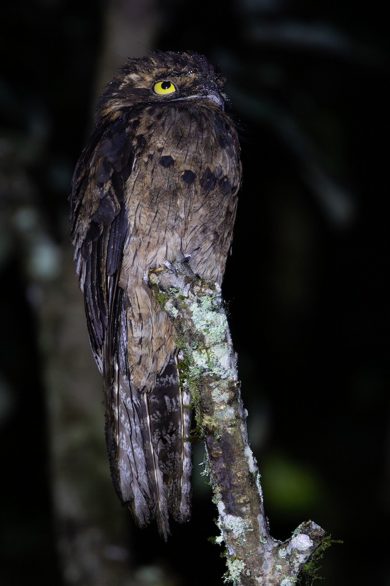 Klagetagschläfer - ML651025054