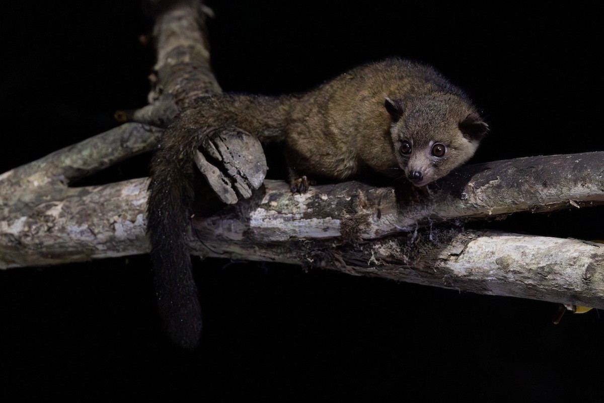 Anden-Makibär - ML651025066