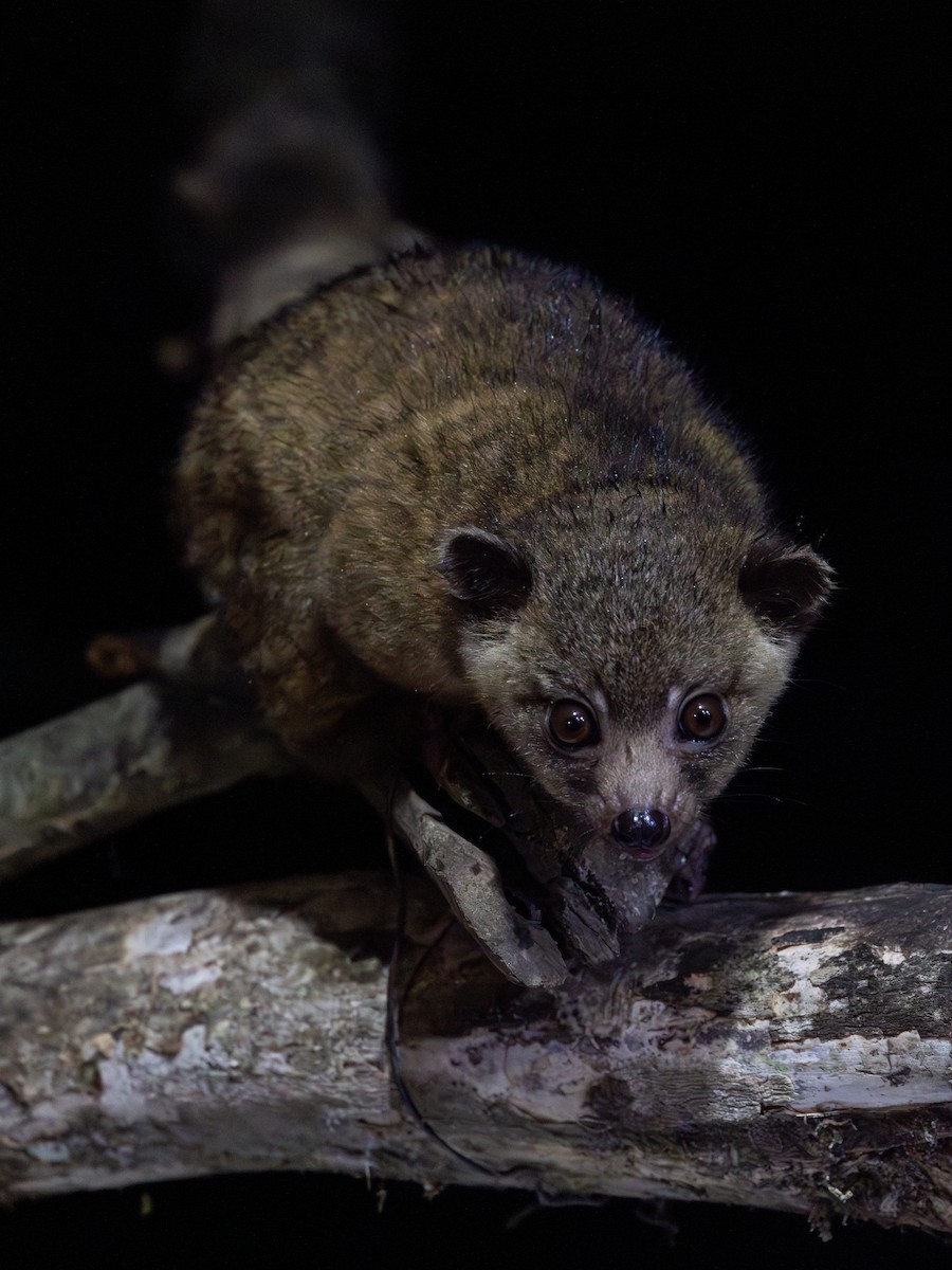 Anden-Makibär - ML651025067