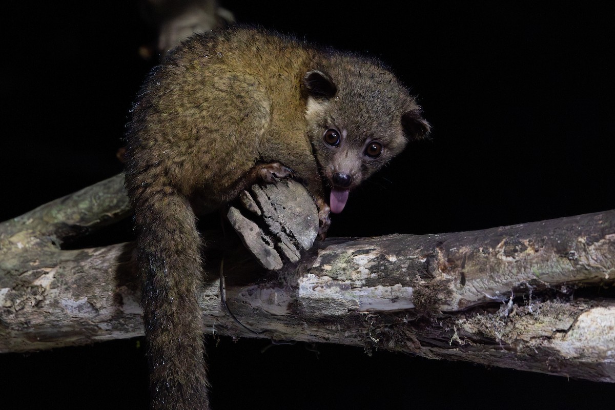 Anden-Makibär - ML651025068