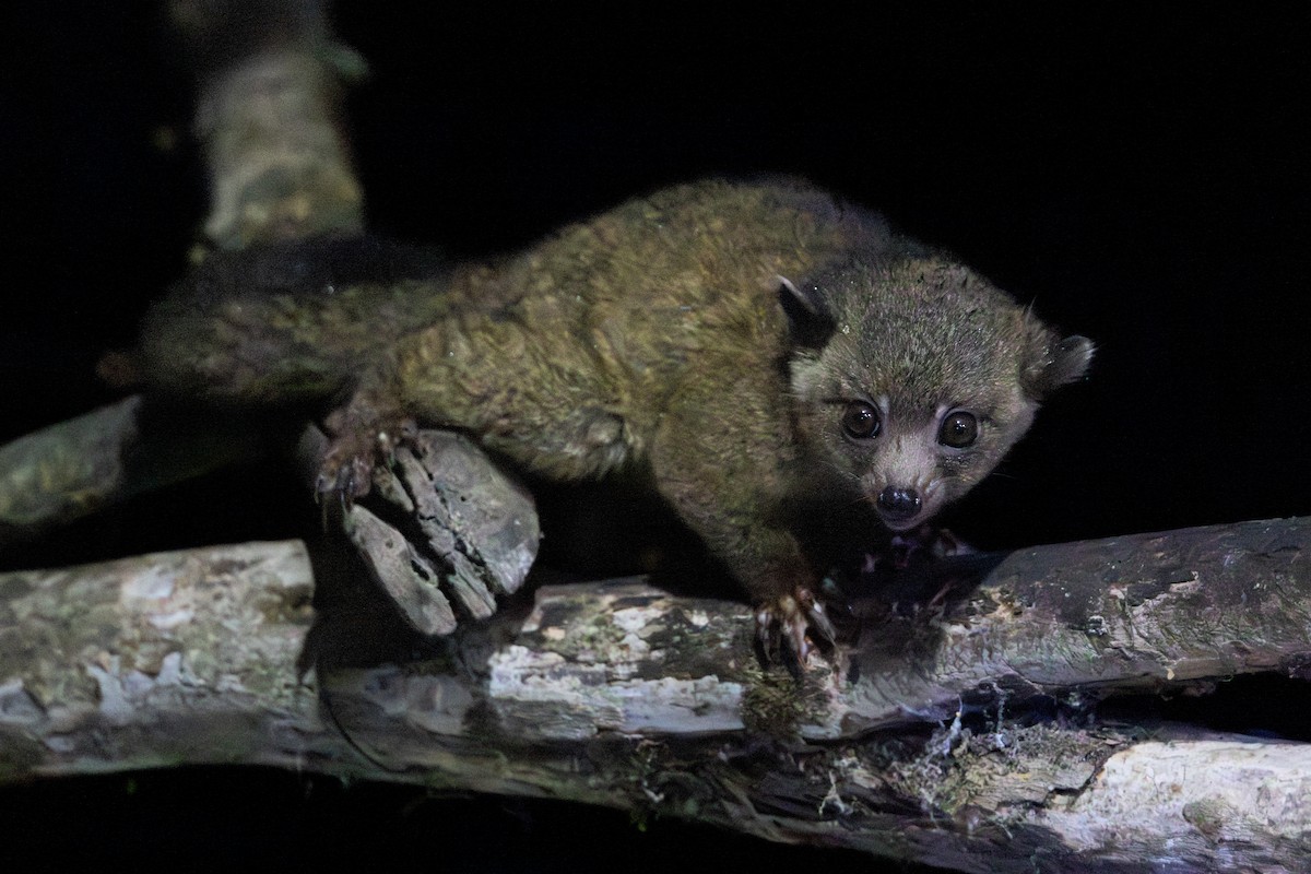 Anden-Makibär - ML651025069