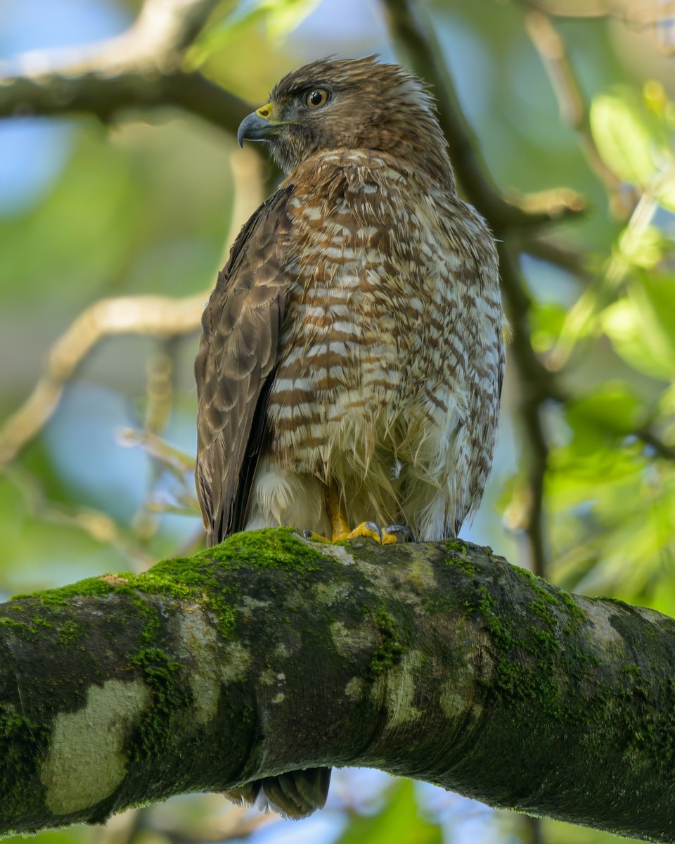 Broad-winged Hawk - ML651025103