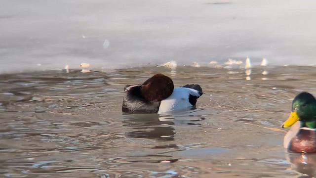 Canvasback - ML651025862