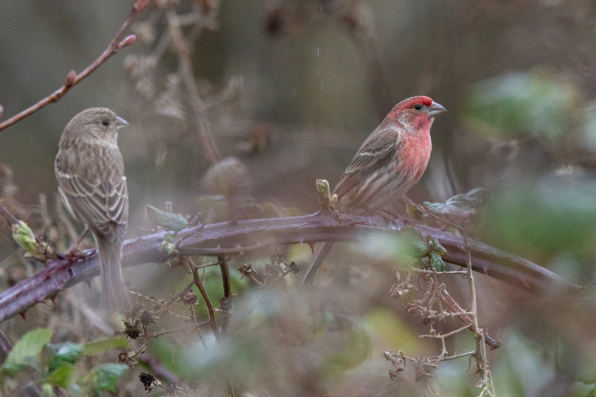 House Finch - ML651025865