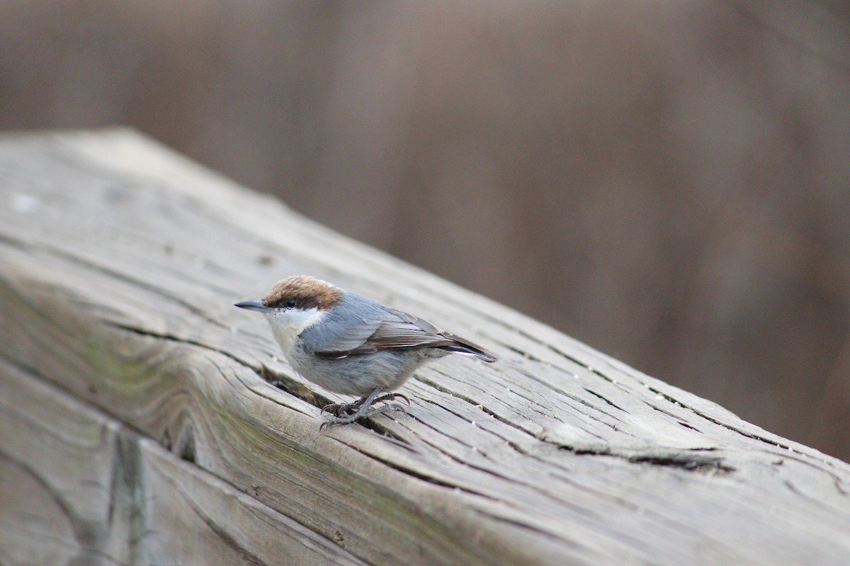 Boz Başlı Sıvacı - ML651025883