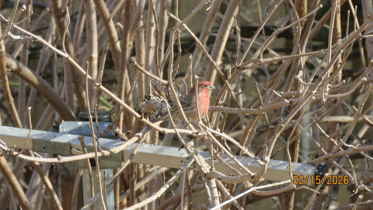 House Finch - ML651026182