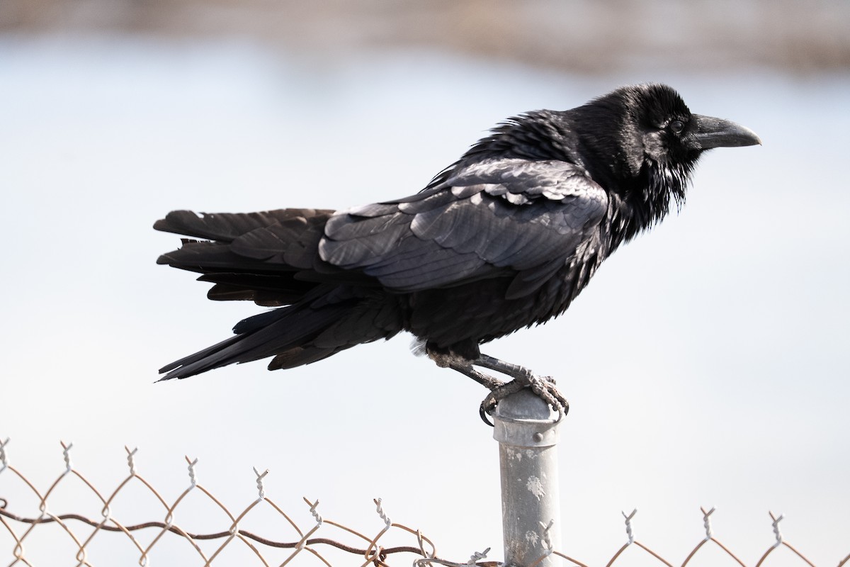Common Raven - ML651026412