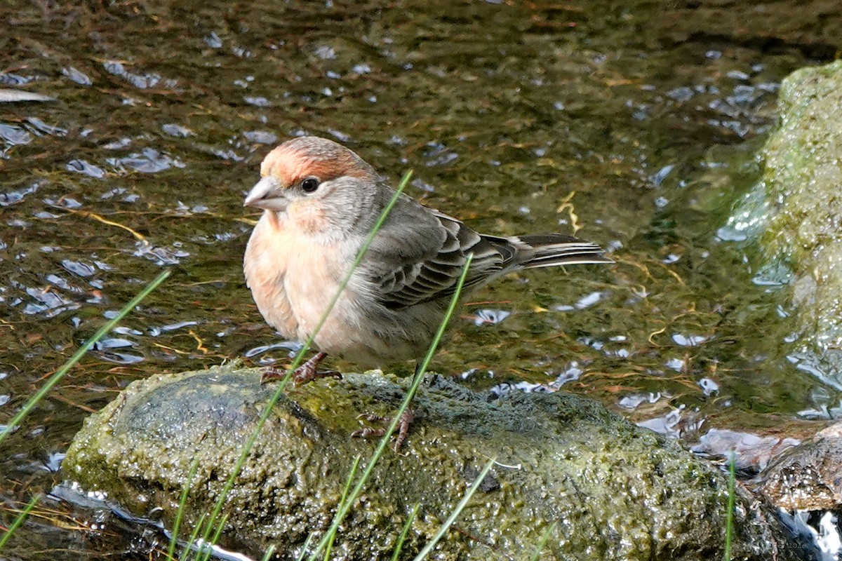 House Finch - ML651026423