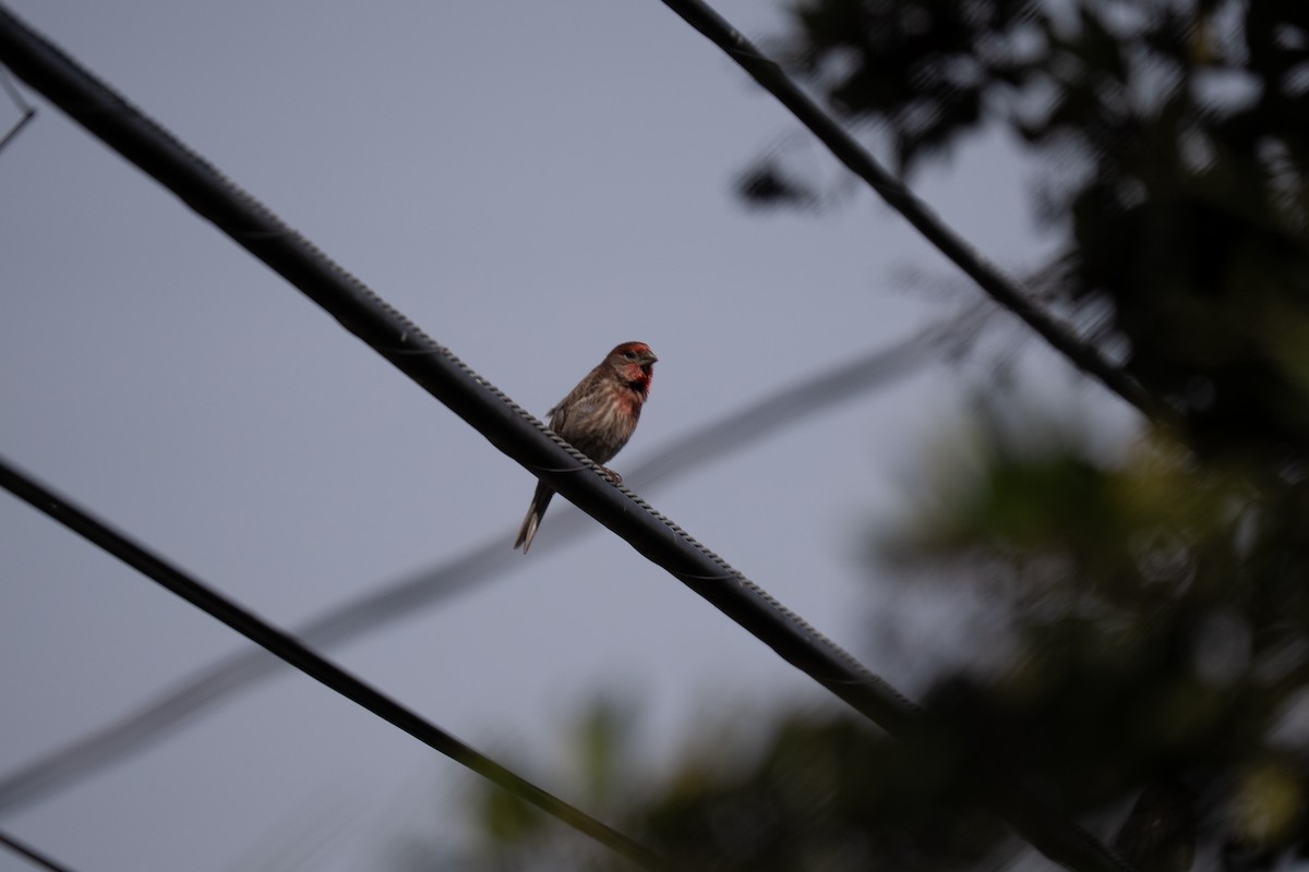 House Finch - ML651026442
