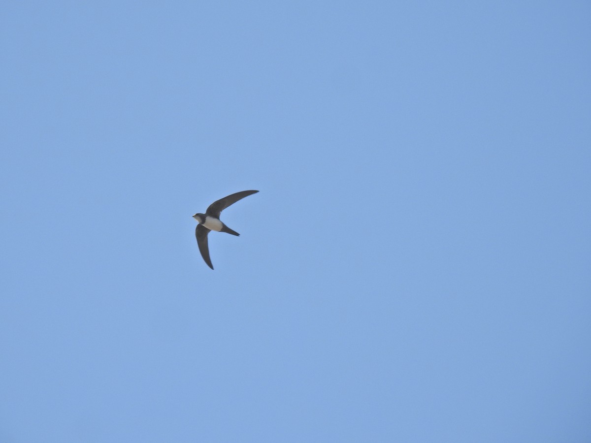 Alpine Swift - ML651026573