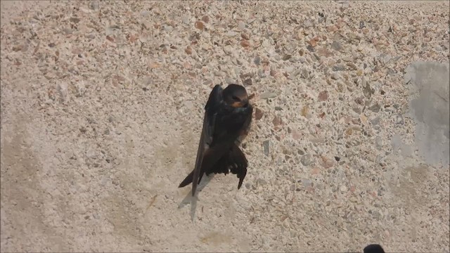 låvesvale - ML651026678