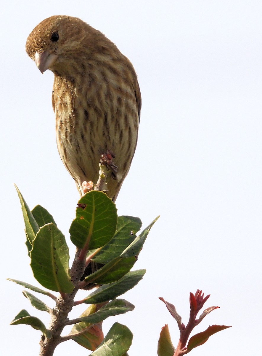 House Finch - ML651027426