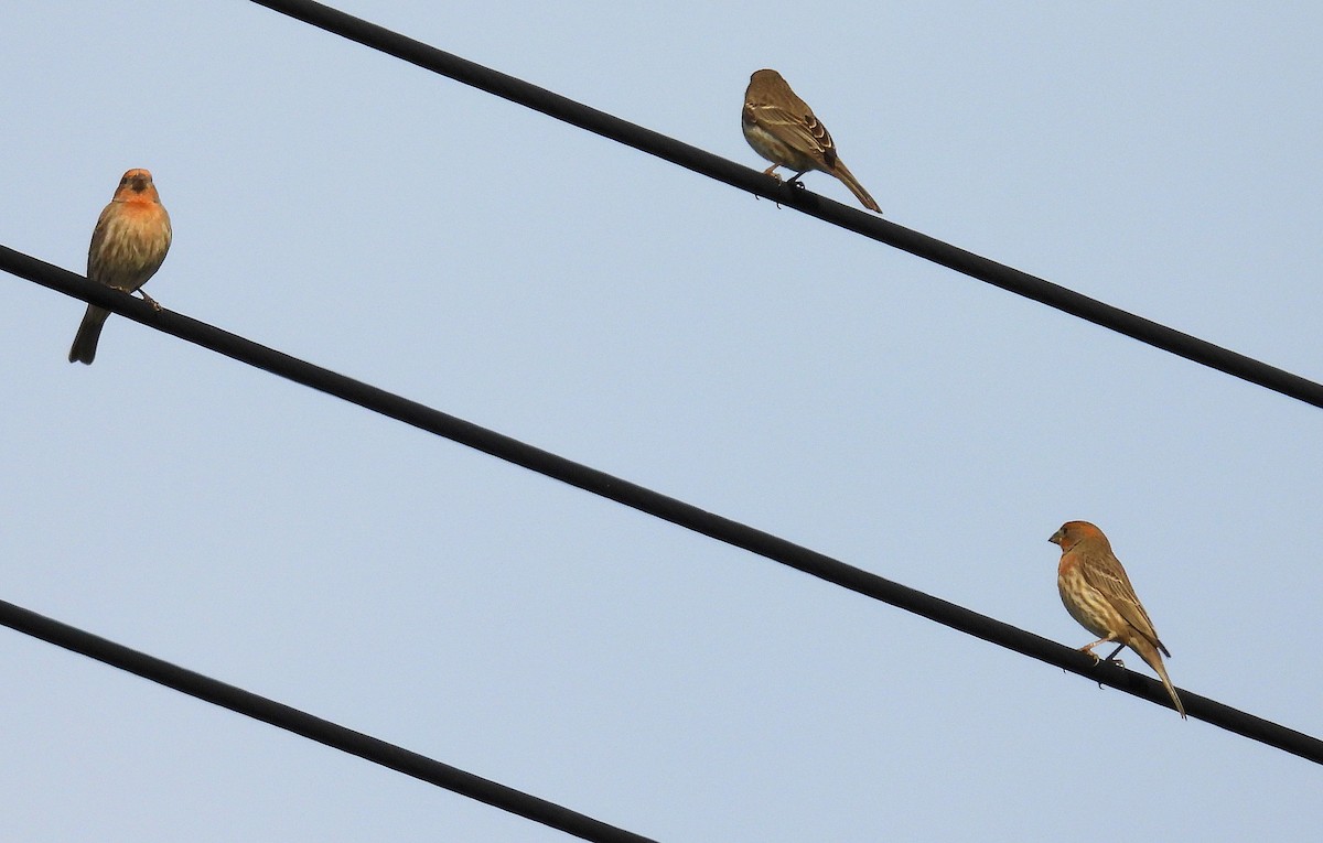 House Finch - ML651027427