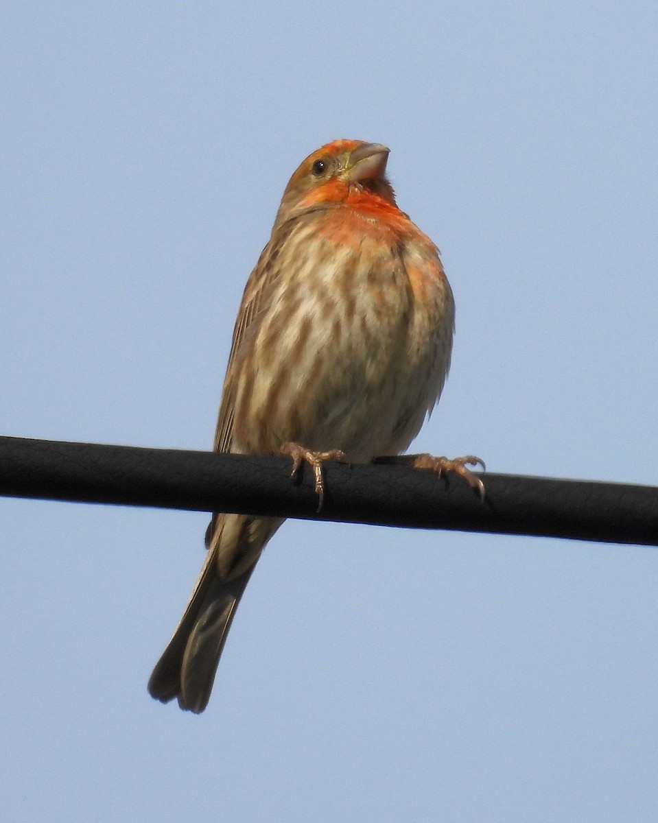 House Finch - ML651027428
