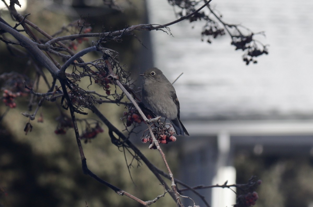 Solitaire de Townsend - ML651027438