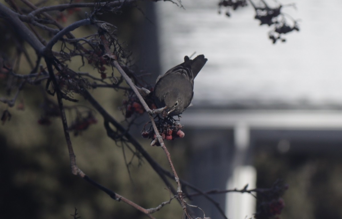 Solitaire de Townsend - ML651027463