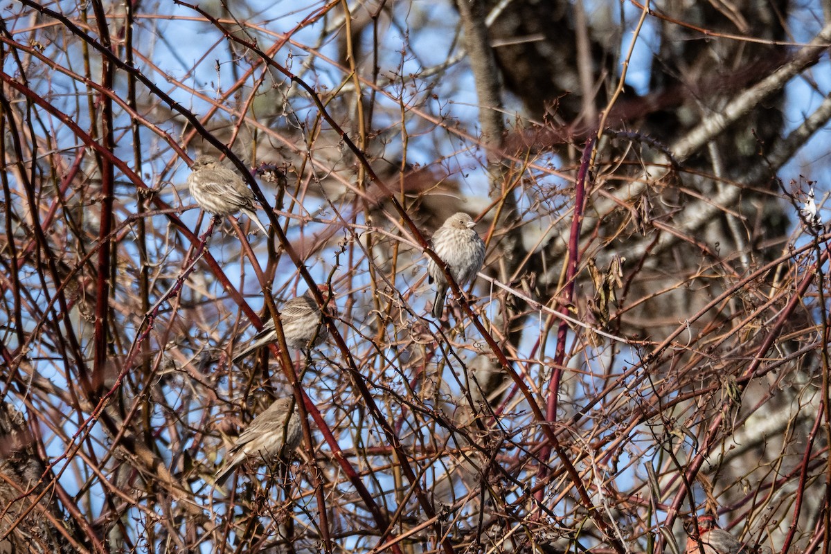 House Finch - ML651027610