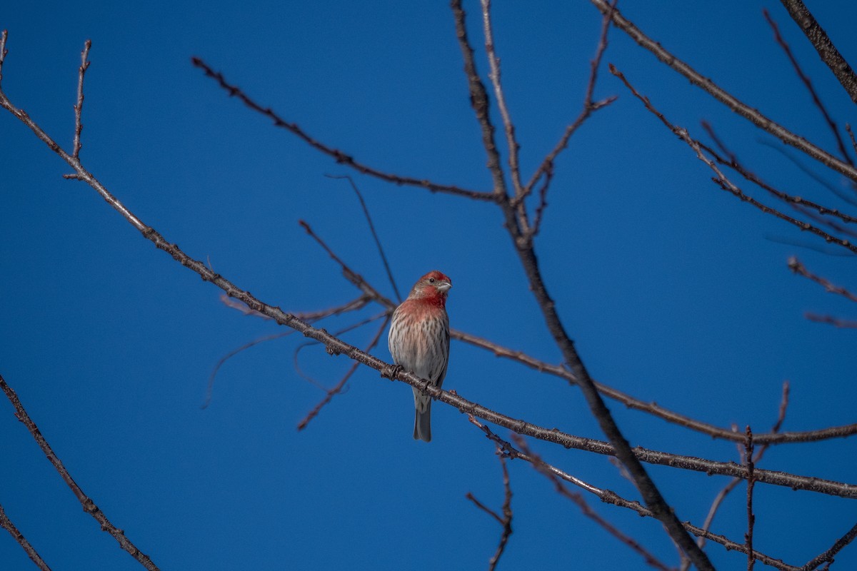 House Finch - ML651027611