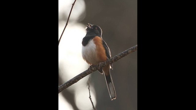 Eastern Towhee - ML651027692