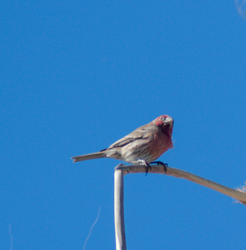 House Finch - ML651027748