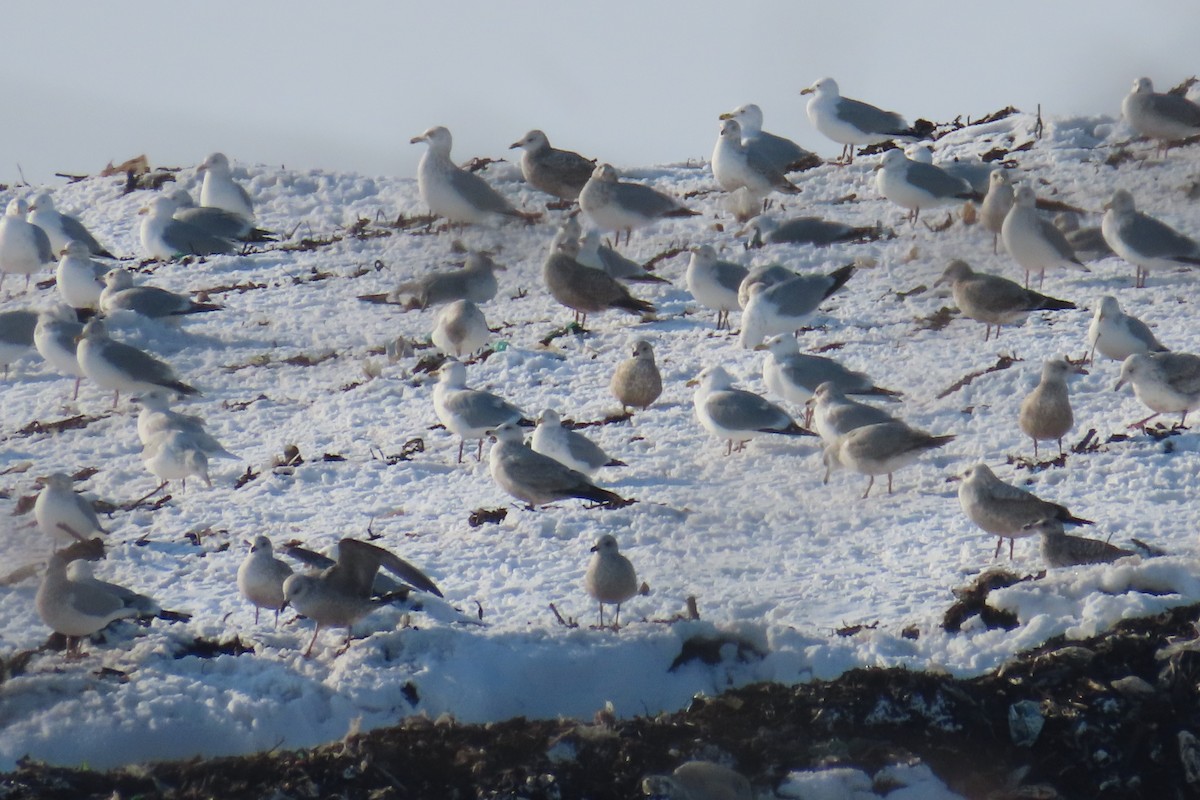 Iceland Gull - ML651027877