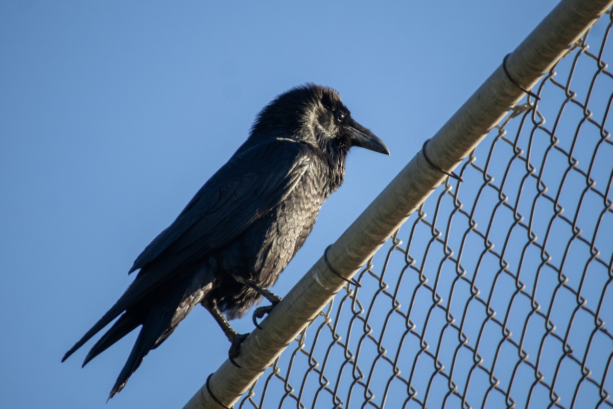 Common Raven - ML651028101