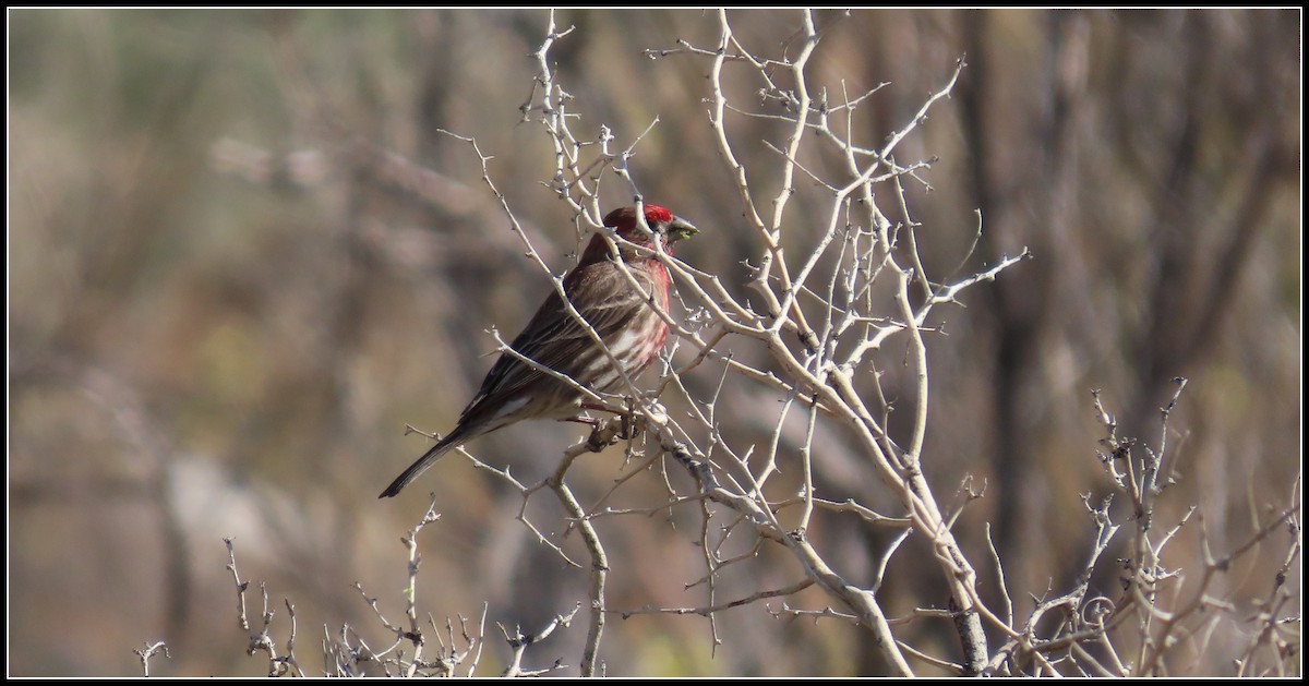 House Finch - ML651028141
