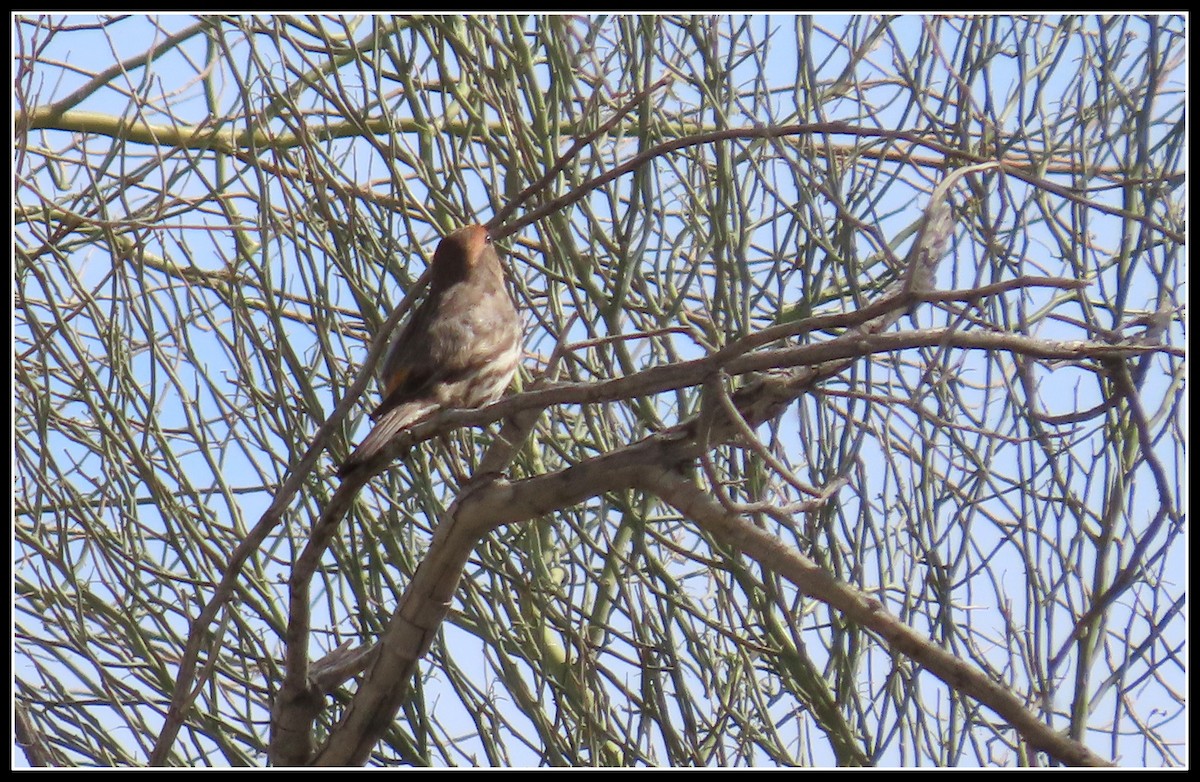 House Finch - ML651028248