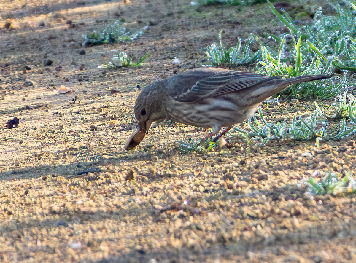 House Finch - ML651028440
