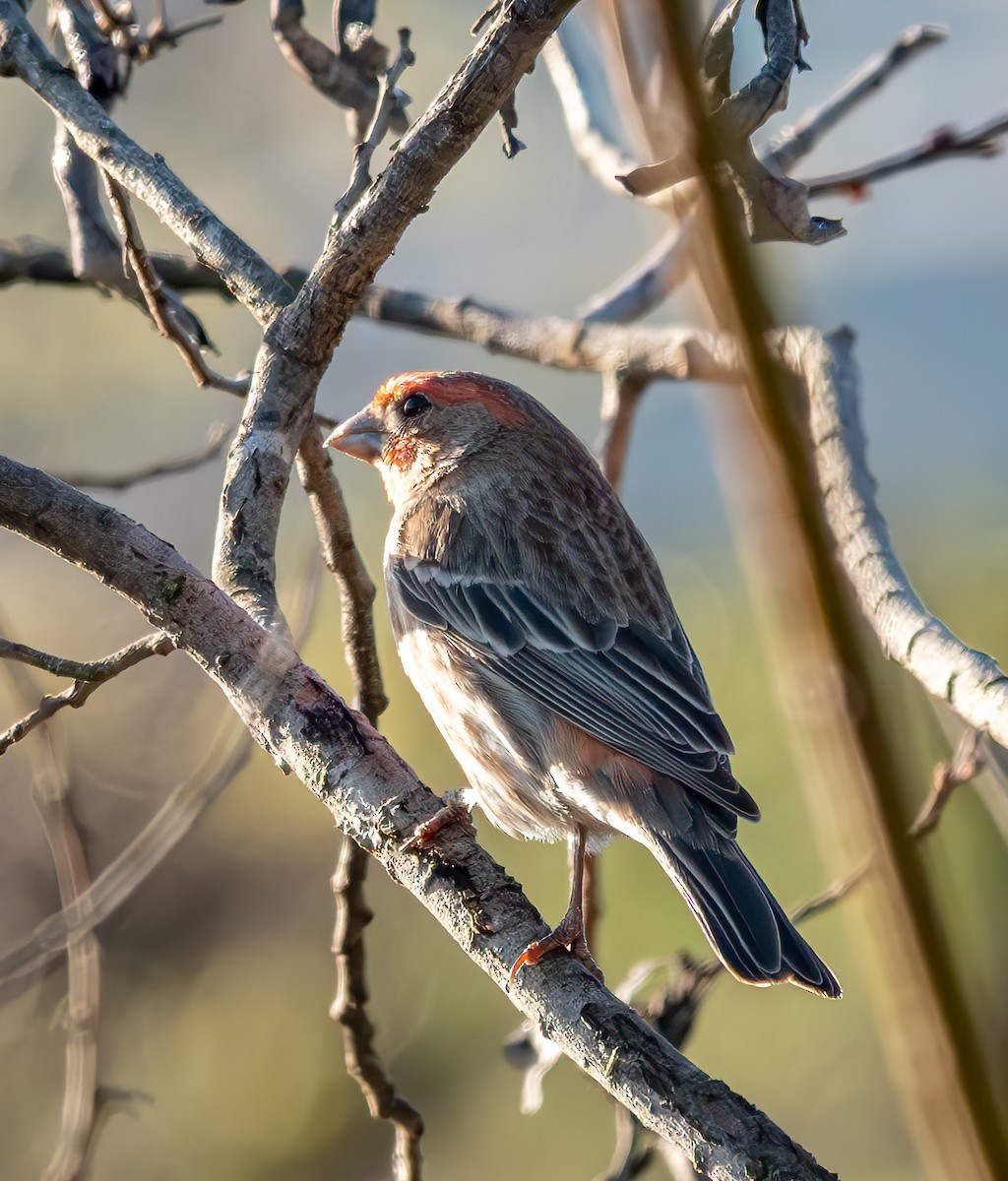 House Finch - ML651028444